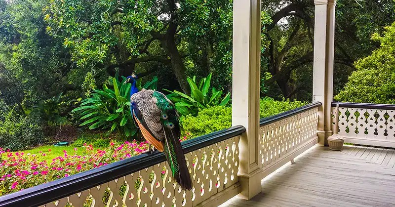 Peacock at Rip Van Winkle Gardens. 