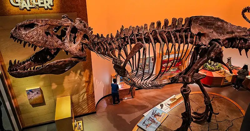 Scotty, the world's largest Tyrannosaurus rex dinosaur at the Royal Saskatchewan Museum. 