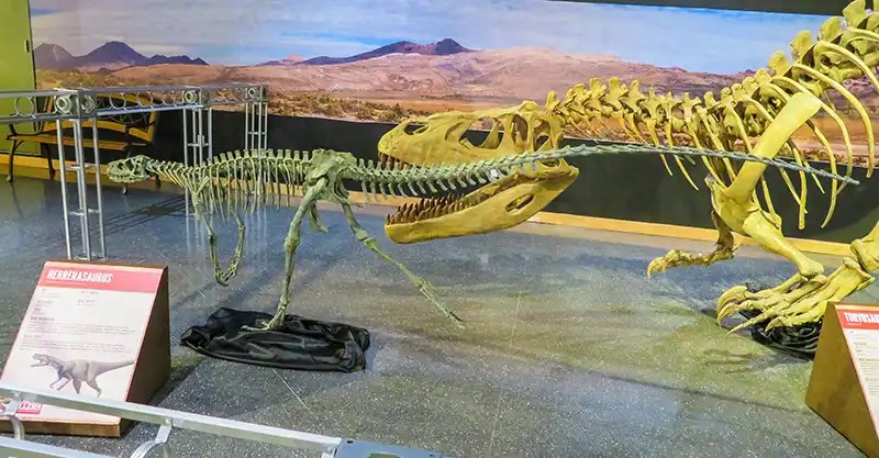 An Albertosaurus (the large dinosaur) checking out a Herrersaurus for lunch.