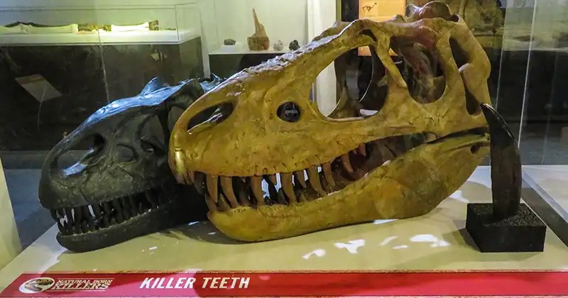 Killer teeth models for prehistoric dinosaurs.