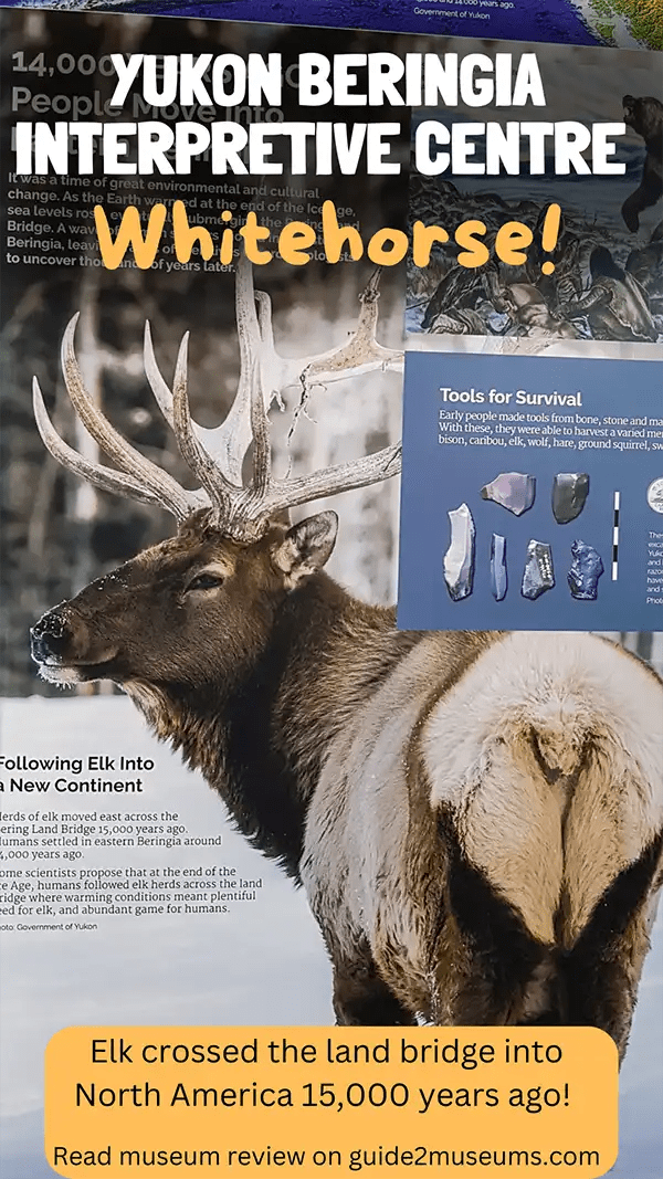 Elk display at the Yukon Beringia Interpretive Centre in Whitehorse, Yukon, Canada. #whitehorse #museums #Yukon #elk 
