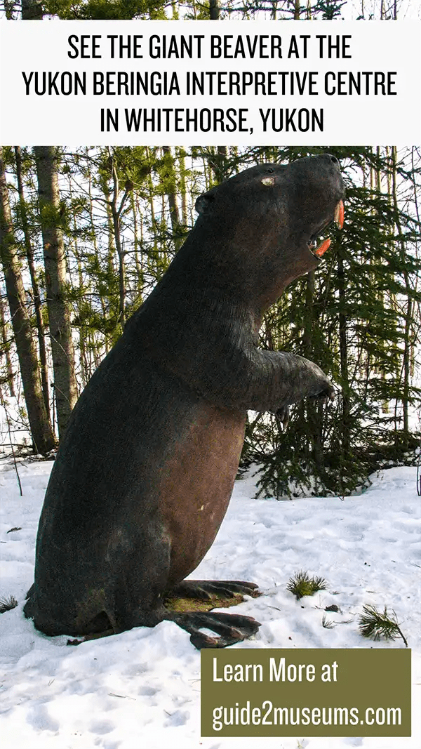 Ancient castoroide giant beaver. #museums #Yukon #beaver #castoroide