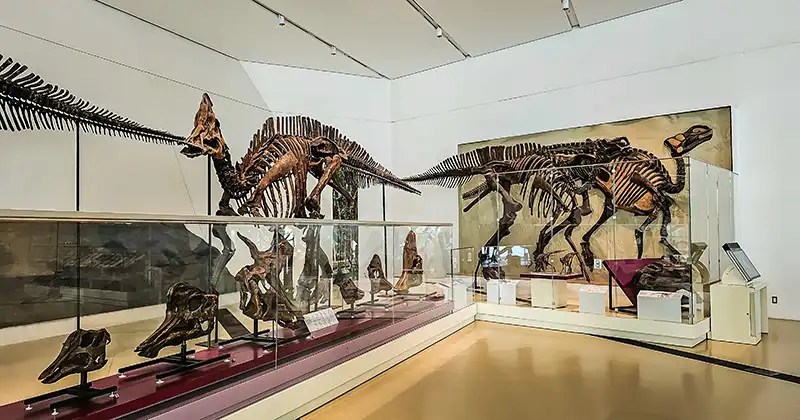 Dinosaur skeleton at ROM museum.