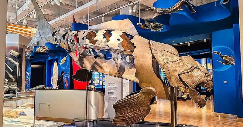 An early jawed fish in ROM. 