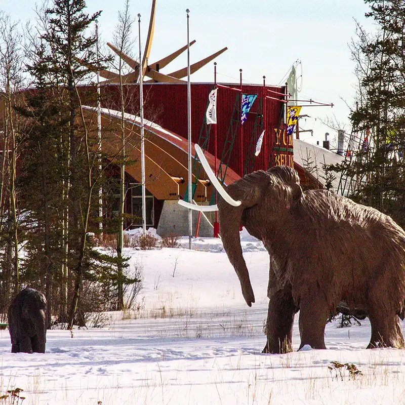 Life-size woolly mammoth sculptures