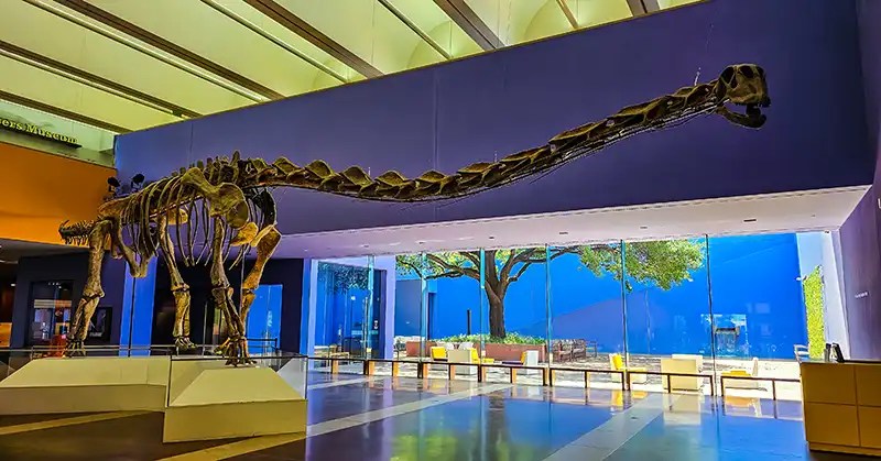 Paluxysurus Jonesi dinosaur in the Fort Worth School Museum