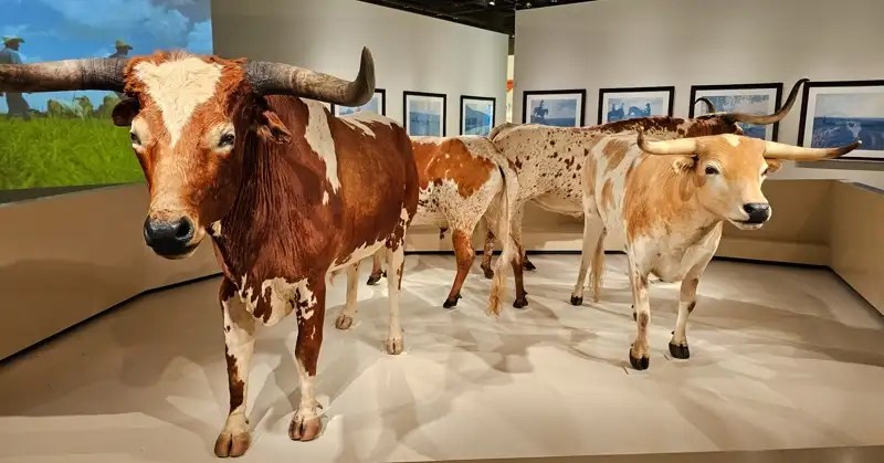 
Longhorn cattle display in the Cattle Raisers Museum