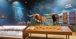 Longhorn cattle