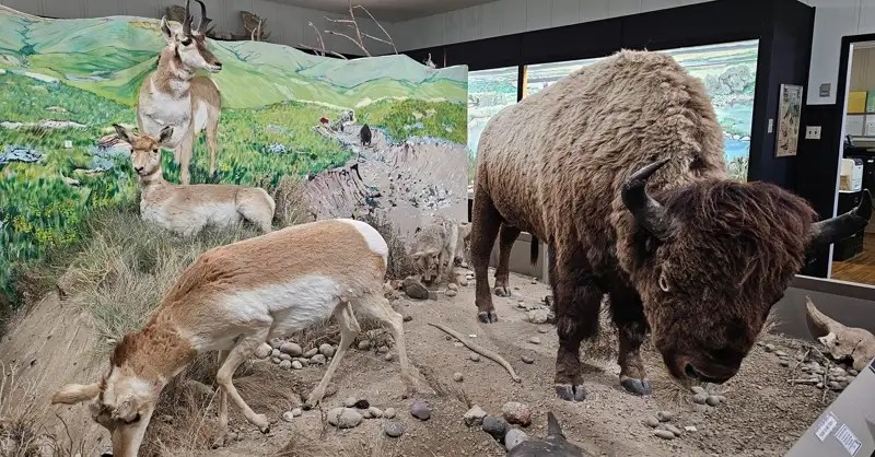 Bison, longhorns, and mule deer taxidermy in the Grand Coteau Heritage & Cultural Centre in Shaunavon, Saskatchewan.