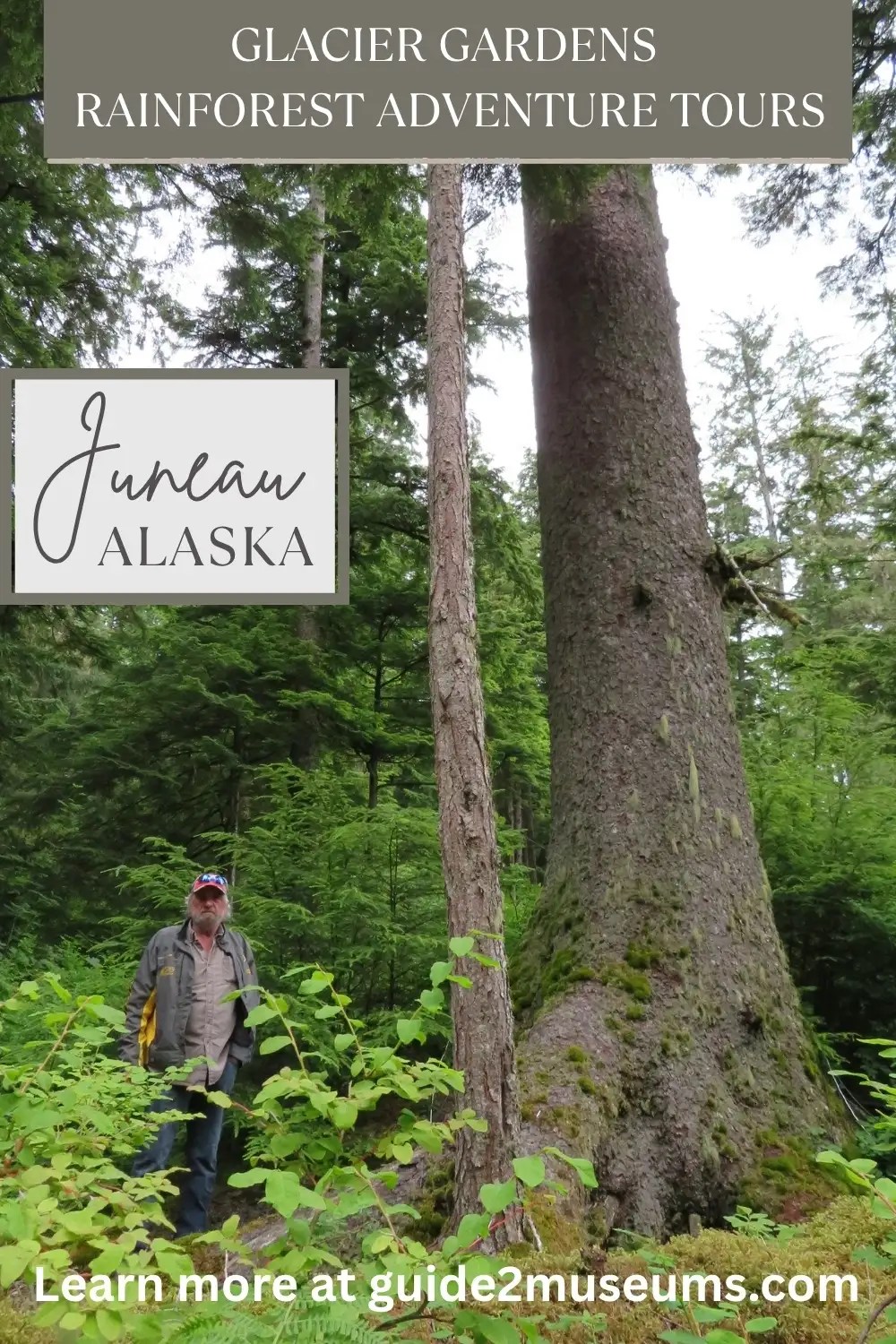 Large tree in the Rainforest